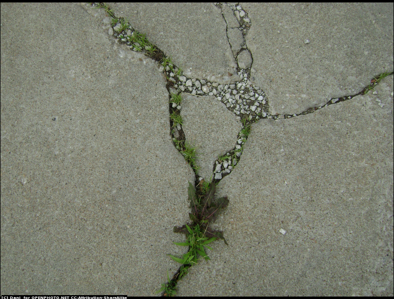plants growing in pavement