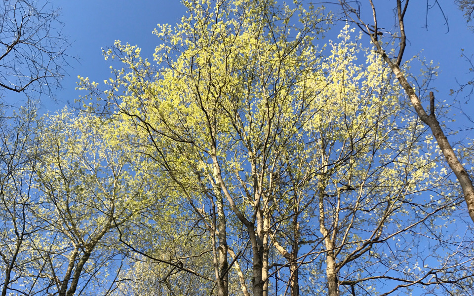 Spring trees with blue sky